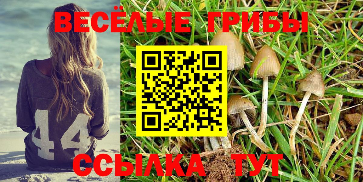 Псилоцибиновые грибы Cubensis Абакан